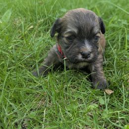 Archer - Black male Havanese puppy in Zanesville, Ohio from Charlotte Landry