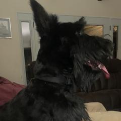 Tilly - Scottish Terrier