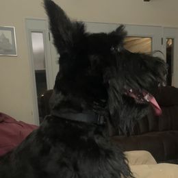 Tilly - Scottish Terrier