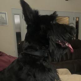 Tilly - Scottish Terrier