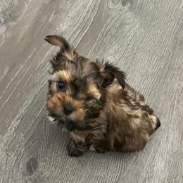 Keisha - Sable female Yorkshire Terrier puppy in Laughlin, Nevada from Dani’s Yorkie’s
