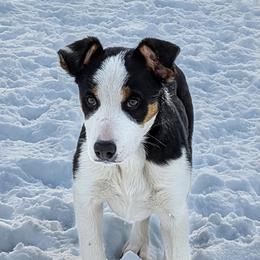 Taff - Tri-color female Border Collie puppy in Strafford, Vermont from Thundering Paws Farm Working Collies