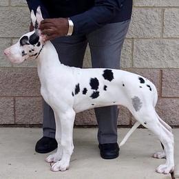 Great Dane Puppies from TW Great Danes