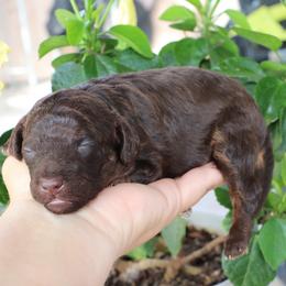 Batman - Brown male Poodle puppy in Goliad, Texas from Sassy Lil Aussies and Diamond W Poodles