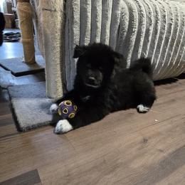 Gus Gus - Black male Siberian Husky puppy in Richlands, North Carolina from Velaris Huskies