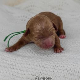 Tot - Red  male Goldendoodle puppy in New Harmony, Indiana from Cottonwood Farms