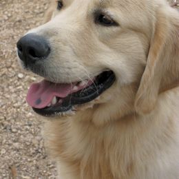 Gold Ducat Kennels breeder of American Eskimo Dog, Golden Retriever