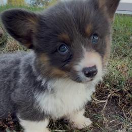 Willow - Blue female Pembroke Welsh Corgi puppy in Beggs, Oklahoma from Blue Diamond Corgi’s