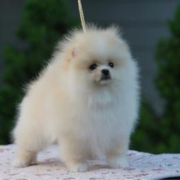 Teddy - Cream male Pomeranian puppy in Denver, Colorado from Diana's Pomeranians