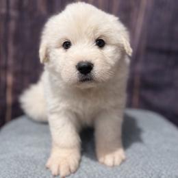 Red Girl - White female Great Pyrenees puppy in Elfrida, Arizona from Outlaw Acres Farm & Kennels