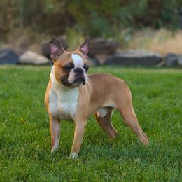 Boston Terriers from RVF Boston Terriers