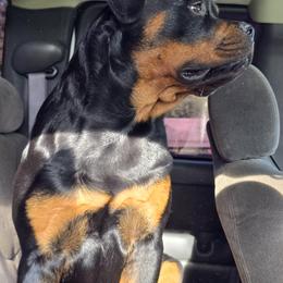 Rottweiler Puppies from Spoon River Rottweilers