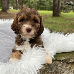 Cinnamon - Sable female Aussiedoodle puppy in Clarkston, Washington from Doodle & Poodle Palace