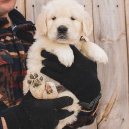 Marshmallow - Light golden female Golden Retriever puppy in Mason, Michigan from Sweet Breeze Acres
