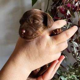 Twix- CKC - Chocolate and tan male Dachshund puppy in Loganville, Georgia from Royal Dackel Haus