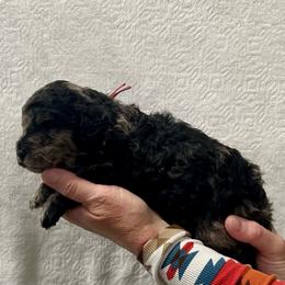 Pink collar female - Black female Poodle puppy in Chino Valley, Arizona from Whiskey Row Royals