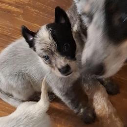 Sauron (AKC) - Blue male Australian Cattle Dog puppy in Marana, Arizona from Impact 3rd Australian Cattle Dogs