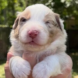 Zed (short tail) - Red merle male Australian Shepherd puppy in Jacksonville, Florida from Solace Australian Shepherds