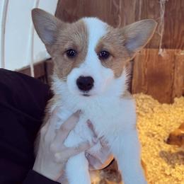 Pembroke Welsh Corgi Puppies from Gotta Chase Em All Corgis