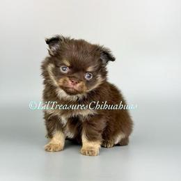 Harvey - Chocolate and tan male Chihuahua puppy in Anderson, South Carolina from Lil Treasures Chihuahuas