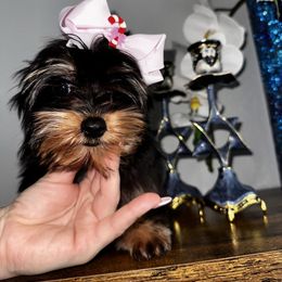 Mina - Black and gold female Yorkshire Terrier puppy in Cape Coral, Florida from Katherine’s Yorkies and Poodles