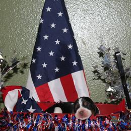 Ryley - Black white and brown female Basset Hound puppy in Dover, Arkansas from S&S American Bassets