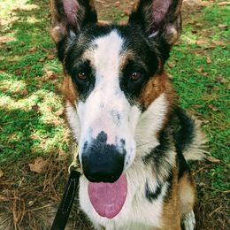 Beethoven - German Shepherd