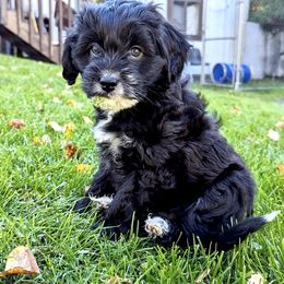 Aussiedoodle Puppies from Paisleys Doodles AK
