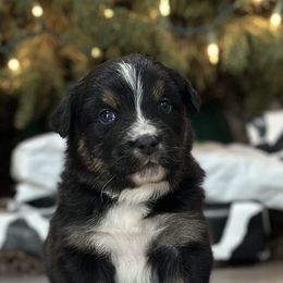 Australian Shepherd Puppies from Ace-High Australian Shepherds