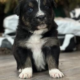 Australian Shepherd Puppies from Ace-High Australian Shepherds