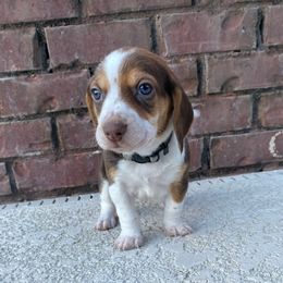 Boy 3 (Grey) - Tan and white male Beagle puppy in Crestview, Florida from Alicia's Beagles