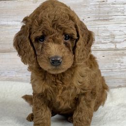 Bella - Red  female Goldendoodle puppy in Millersburg, Ohio from Ohio Puppy Paws