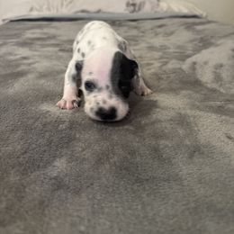 Roo - White and black male Dalmatian puppy in Fort Cavasos, Texas from Mainstreet Dalmation