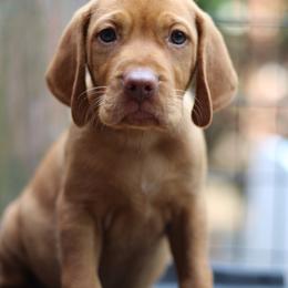Woody - Golden rust male Vizsla puppy in Bloomington, Indiana from Envizion