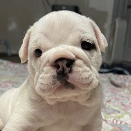 Girl 3 - Bulldog puppy in Demorest, Georgia from The Georgia Bully Bunch