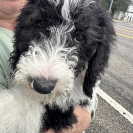 Bernedoodle and Double Doodle Puppies from ETX Dandy Doodle