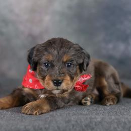Eeyore - Blue merle male Aussiedoodle puppy in Casa, Arkansas from Blue Diamond Puppies