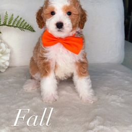 Fall - Red male Bernedoodle puppy in West Jordan, Utah from Doodles Friend