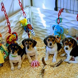 Beagle Puppies from Jennifer Knapp's Beagles