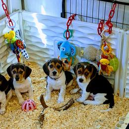 Beagle Puppies from Jennifer Knapp's Beagles