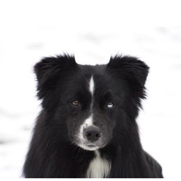 Gunner  - Australian Shepherd