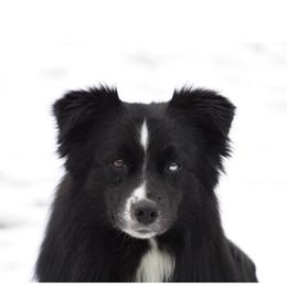 Gunner  - Australian Shepherd