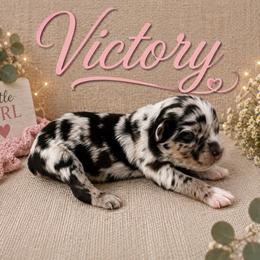 Victory - Blue merle female Miniature Australian Shepherd puppy in Idalou, Texas from Lonesome Pine Mini Aussies