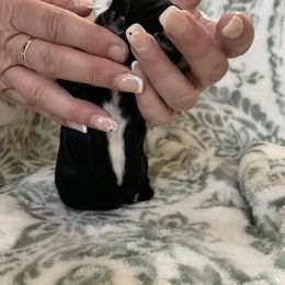 Sheepadoodle Puppies from Riley Grace Puppies