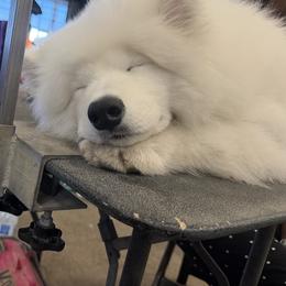 Labrador Retriever and Samoyed Puppies from Carefree Samoyeds & Deserthills Labradors