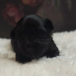 Franklin - Black and tan male Yorkshire Terrier puppy in Vancouver, Washington from Yorkastle Kennels