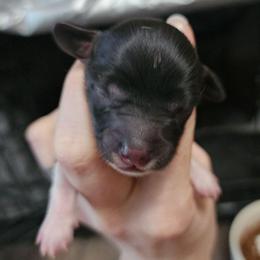 Skye - Piebald female Dachshund puppy in Seneca, Missouri from Dogwood Doxies