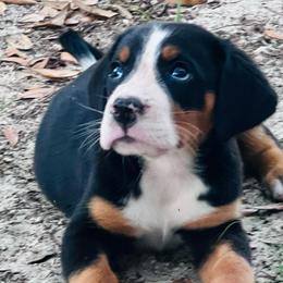 Razzi girl - Black, white and red female Greater Swiss Mountain Dog puppy in Gainesville, Florida from Ambermoon Kooikerhondje Blackamber Greater Swiss Mountain Dogs