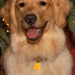 Golden Retrievers from Supersweet Golden Retrievers
