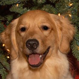 Golden Retrievers from Supersweet Golden Retrievers